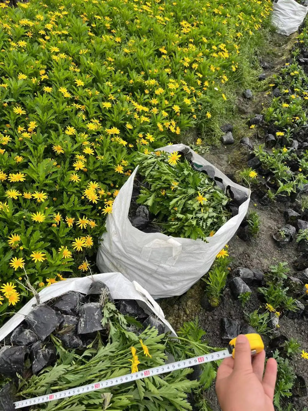 常绿灌木木春菊工程苗基地高度25左右的大小杯子