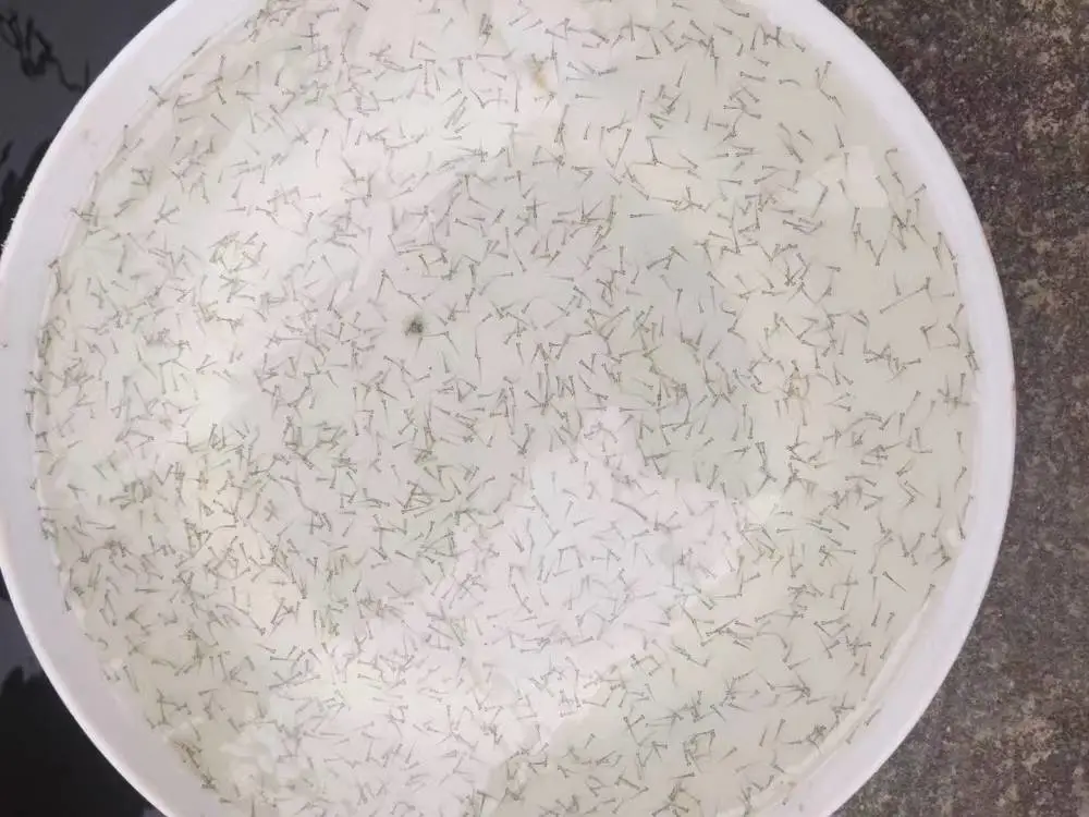 加州鲈鱼苗水花_港兴水产淡水加州鲈鱼苗养殖基地_濴水鱼水花苗价格提供