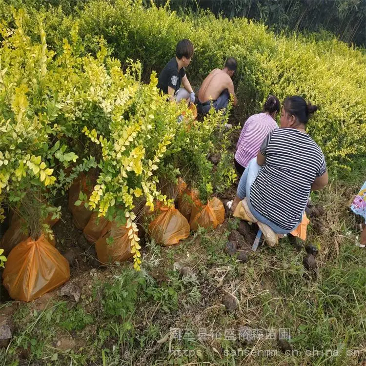陕西西安苗木-观赏月季求购供应苗圃-周至红叶小波耐寒