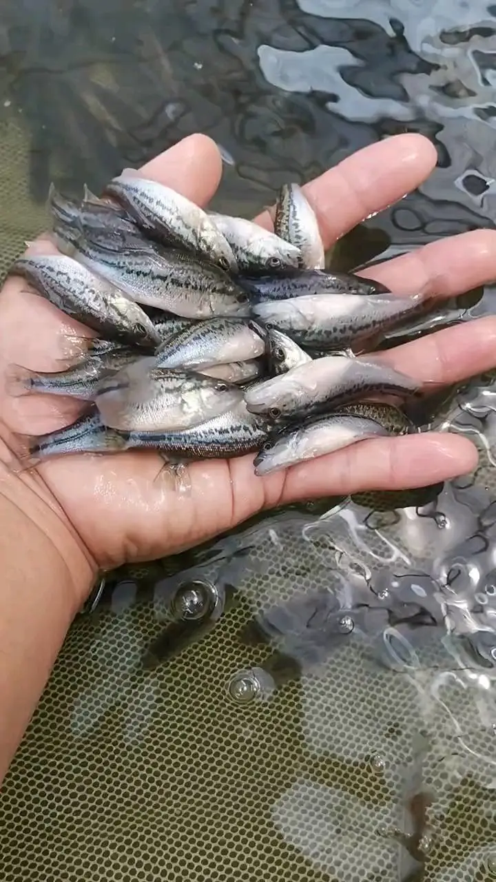 德州草鱼鲤鱼花鲢苗 衡水产地直供 山西陕西内蒙直达