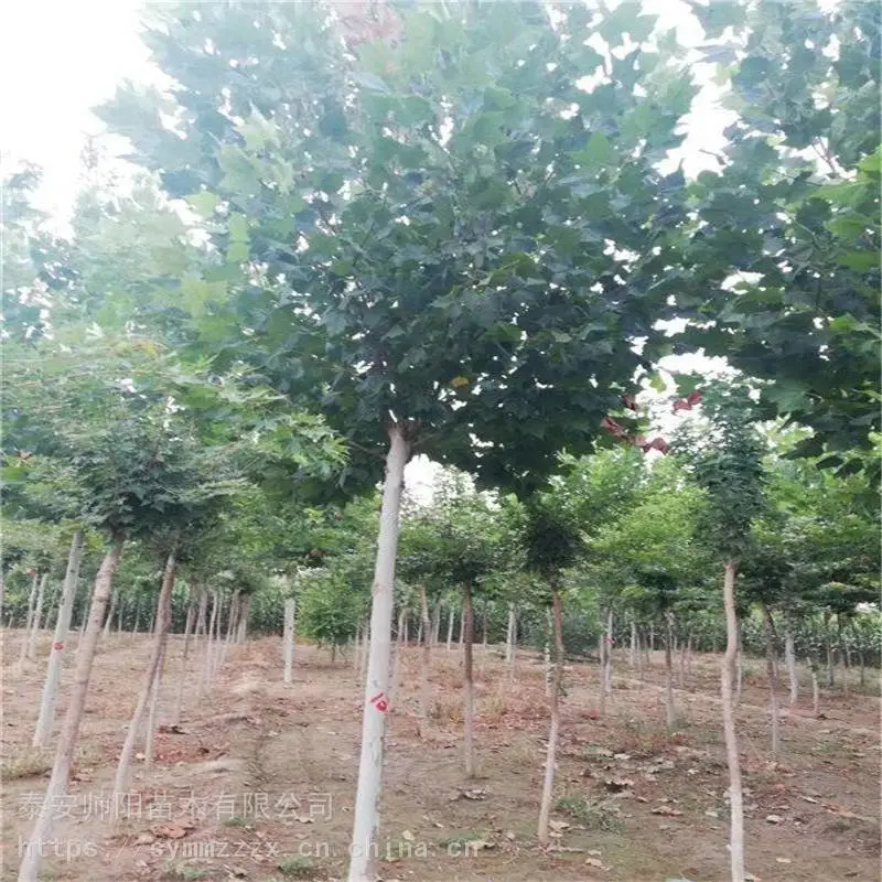 9公分法桐 批发低价 帅阳 自产自销 法桐 经销商家