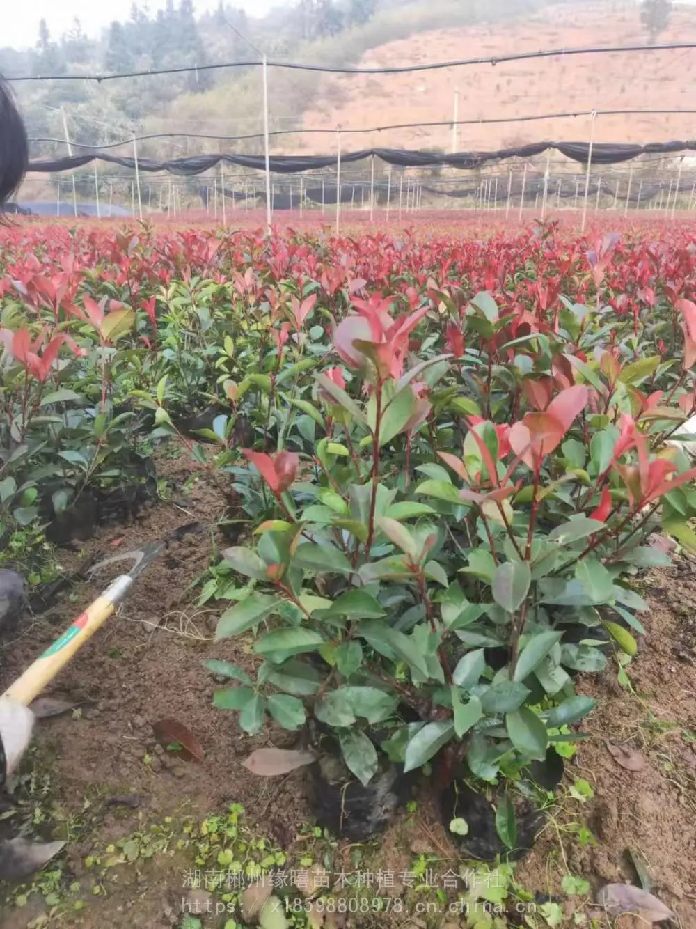 红叶石楠杯苗绿化小区