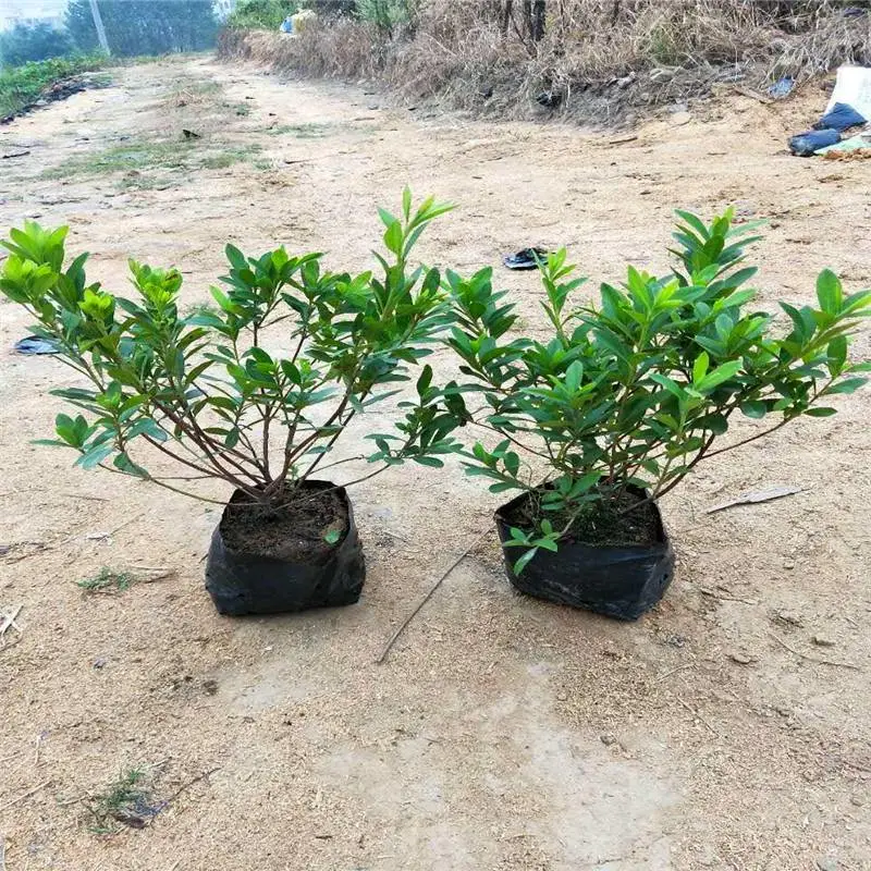 福建龙岩杜鹃苗基地顾客信赖