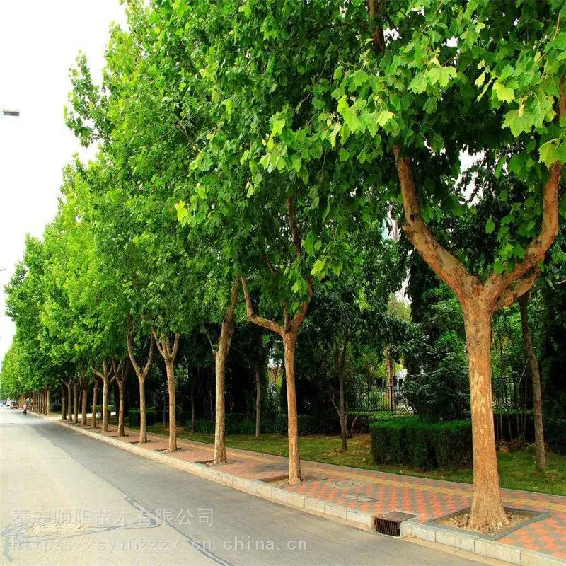 15公分法桐 售后服务质量好 帅阳 资讯信息基地 法桐 自产自销