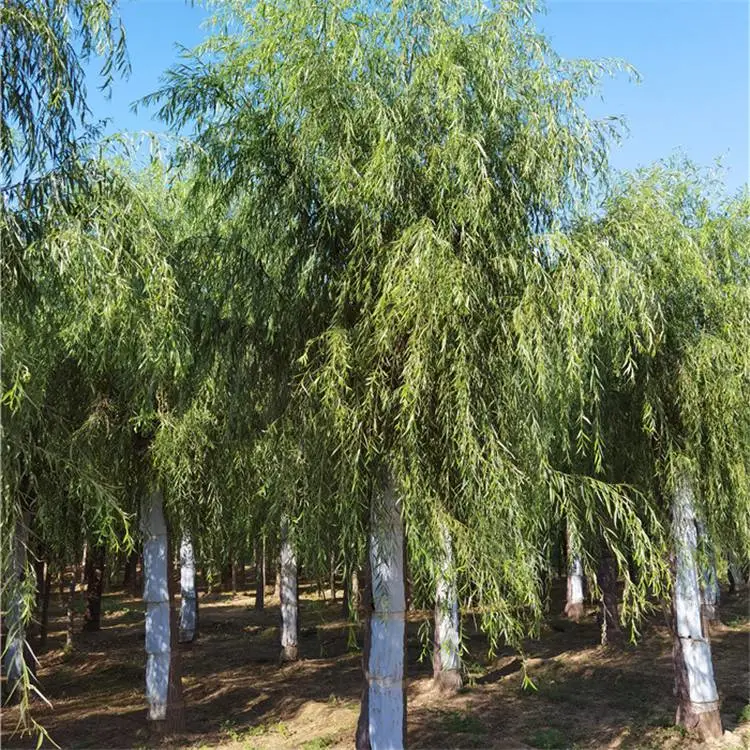 甘肃供应柳树-柳树苗-13公分柳树