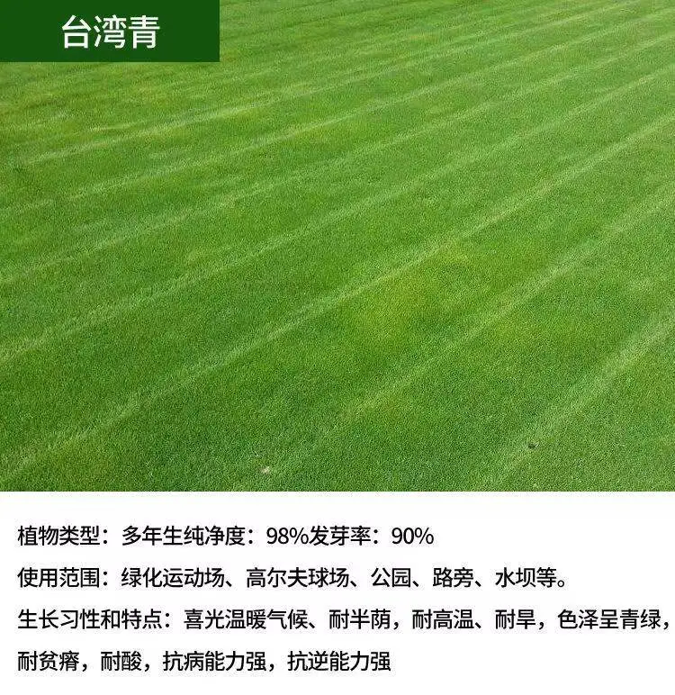 披碱草种子天猫供货进口一级广西百色经销批发