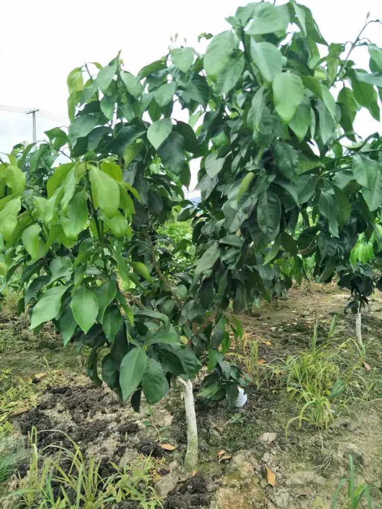 杭州西湖 日南 091无核沃柑 基地直发