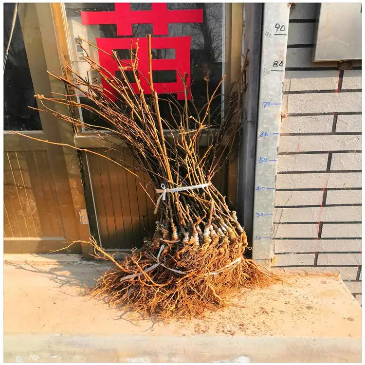 出售猕猴桃苗猕猴桃苗图片 软枣猕猴桃苗 0.5公分猕猴桃树批发