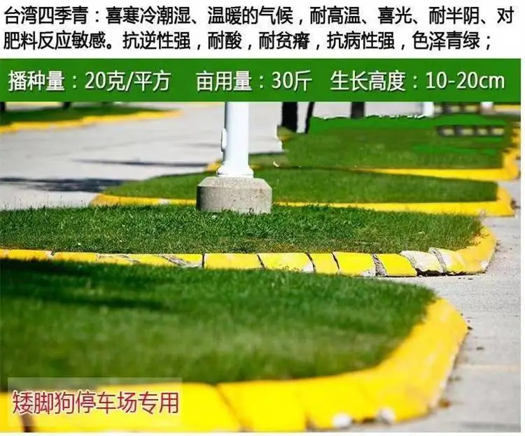 甘孜常青草种草籽专卖店批发运动场草籽草种籽