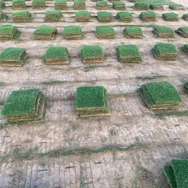 出售 江 苏草皮 早熟禾草坪 千屈菜 种子 澳洲朱焦
