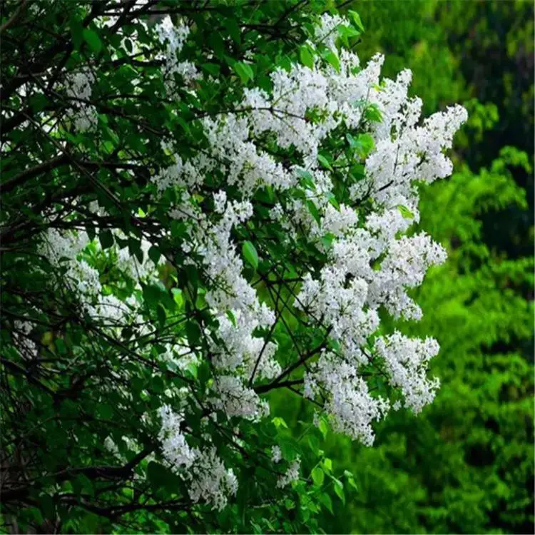 乾海苗圃出售绣线菊小苗 丁香球 40厘米水腊苗 红王子锦带
