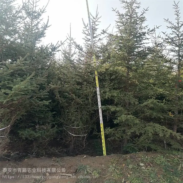 云杉树 4米云杉 基地移栽红圈云杉树苗成活率 青藤农业