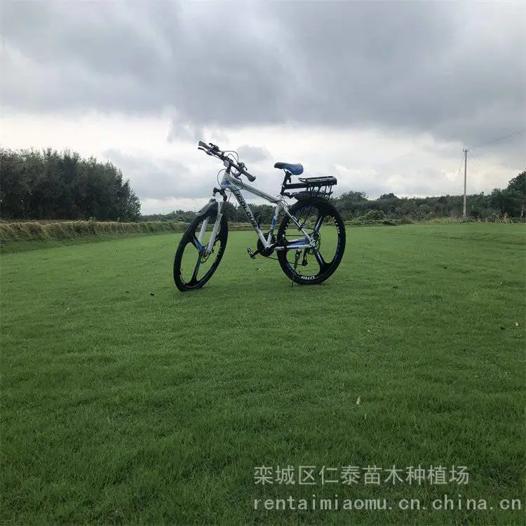 园林草坪批发 高羊茅草坪 草皮卷 常夏石竹种子