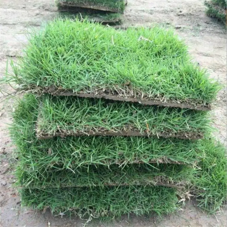 出售马尼拉草坪 马尼 拉草坪结缕草 带泥土草皮矮生百慕大