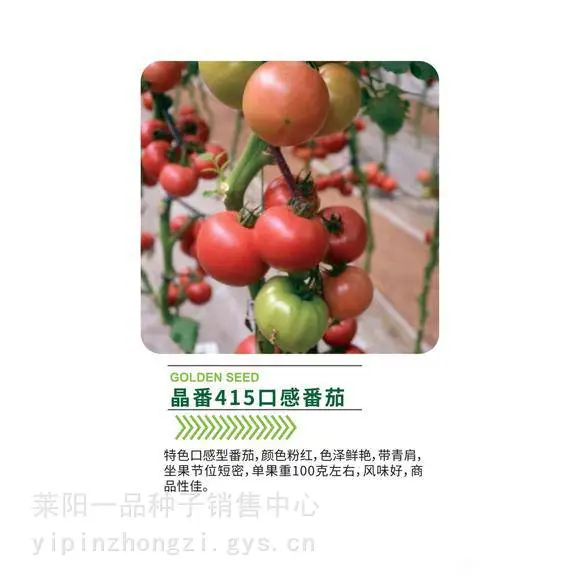 晶番口感番茄 特色口感型番茄，颜色粉红，色泽鲜艳，带青肩