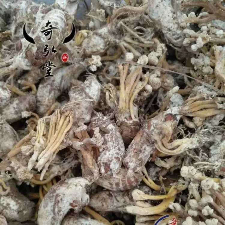 野生金蝉花一只