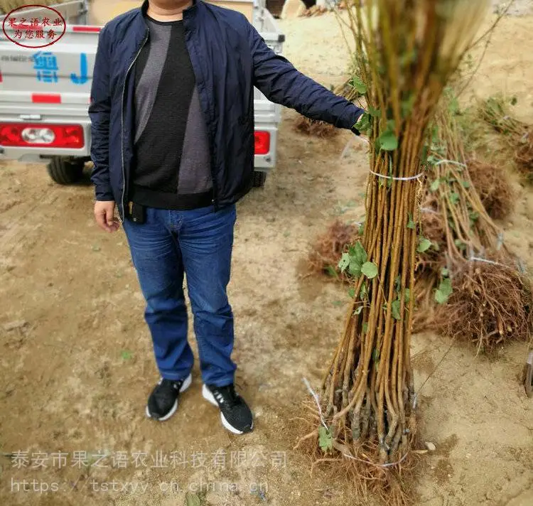 蓝丰蓝莓苗、弗罗里达蓝莓苗技术指导、蓝丰蓝莓苗