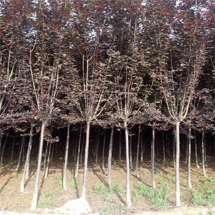 陕西红叶李-低分支红叶李-绿化苗木基地