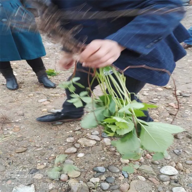 西安爬墙虎欧月季 变色爬山虎 批发爬山虎