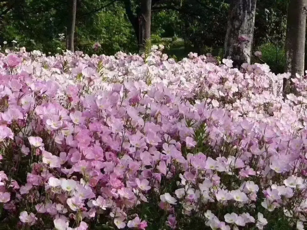 蛇目菊大滨菊花籽矮牵牛花种子野菊草棒草籽北京栾黄花槐酸枣
