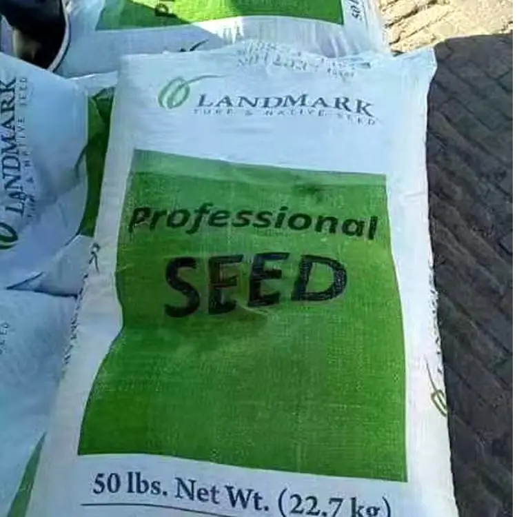 白标高羊茅草坪种子金盏菊矮杆混色黄色花籽适合12月播种