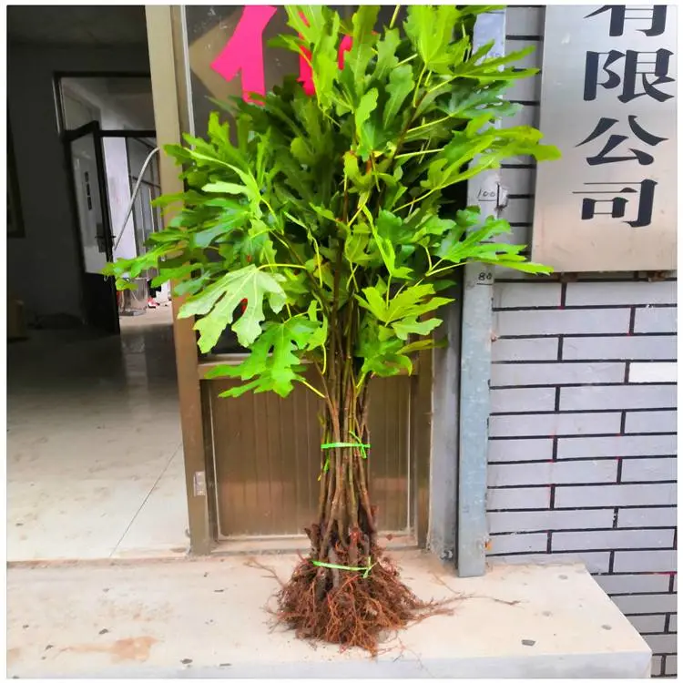 湖北一年生无花果果苗 波姬红无花果树苗 保湿邮寄无花果树苗