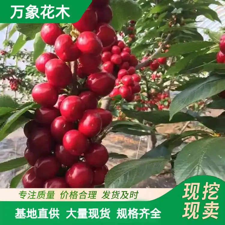 万象花木出售车厘子小树苗 果树苗木 现挖现买
