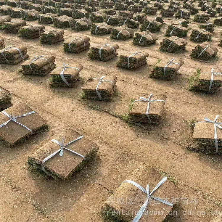 出售河 北 唐 山 草坪特点 混合品种籽 蓝色 麦冬草种子