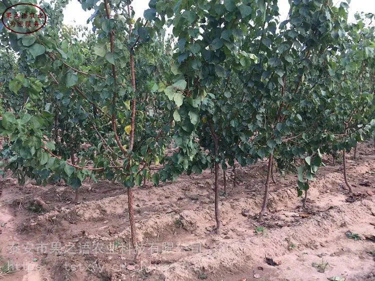 南高丛蓝莓苗、芝妮蓝莓苗量大从优、南高丛蓝莓苗