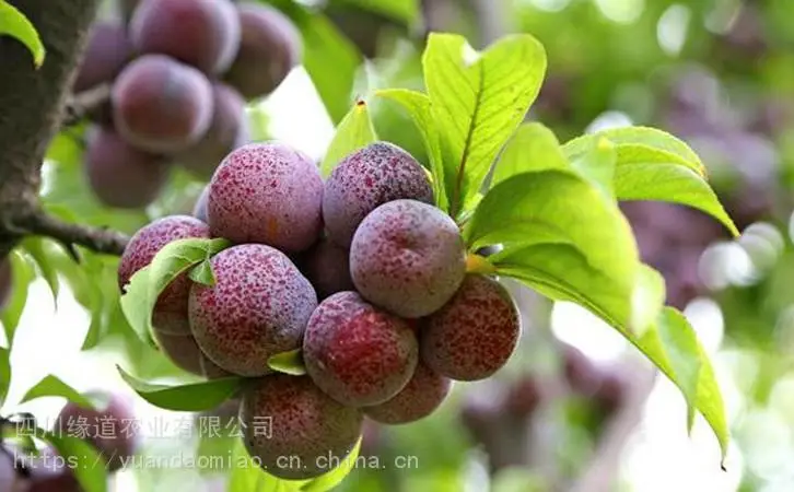 湘潭脆红李苗_现货脆红李苗开花期