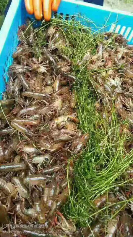 小龙虾 种虾 虾苗