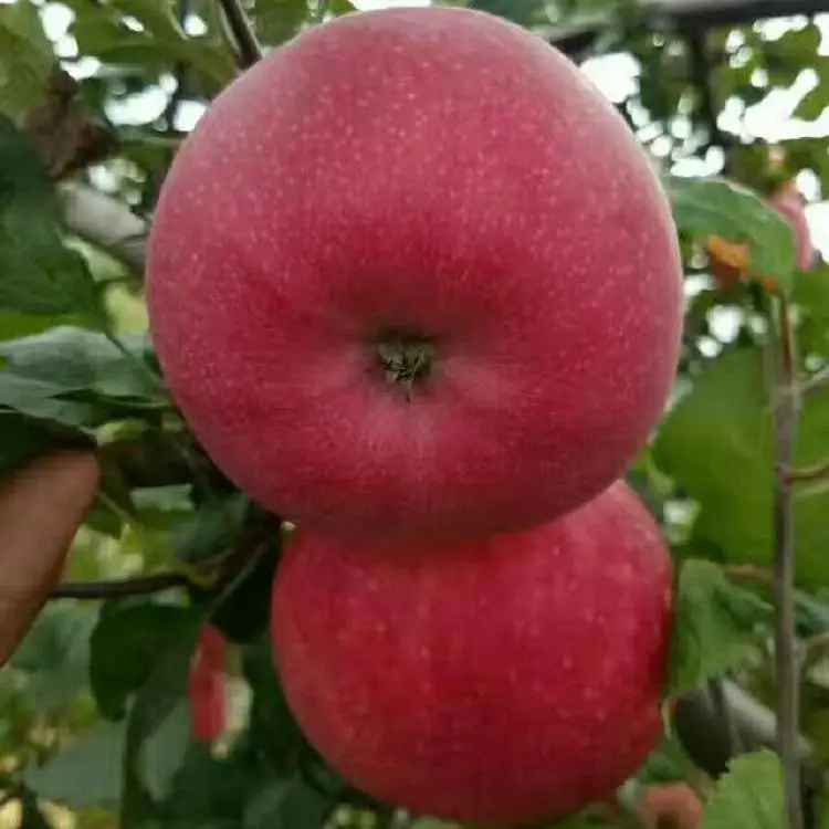 吉林红肉苹果苗 青森水蜜桃苹果树苗 矮化根系密植