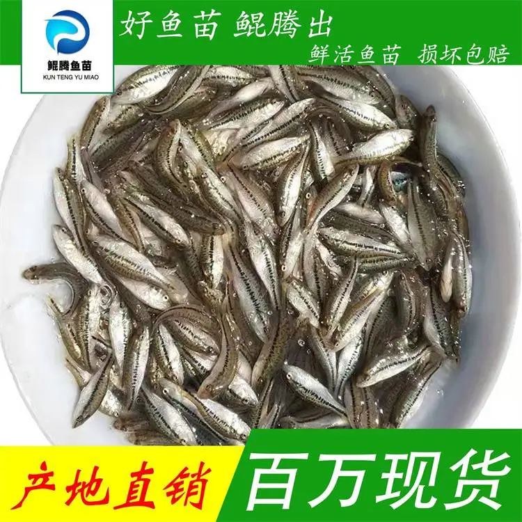 鲈鱼苗 加州鲈鱼苗大口黑鲈 人工驯化 淡水养殖 技术指导