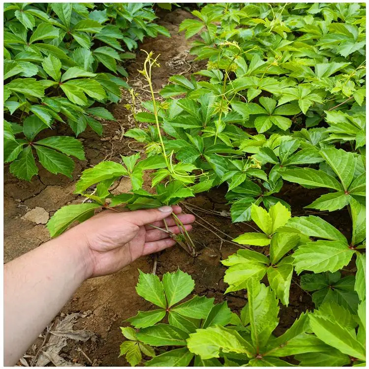 江苏绿化用五叶地锦 爬山虎苗***格 爬山虎苗哪里有卖