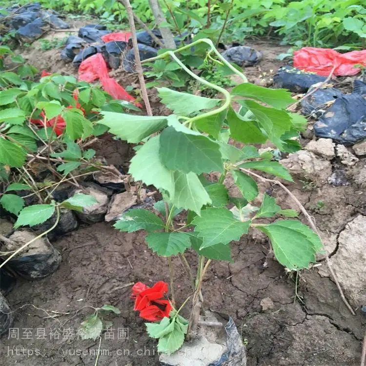 乌兰察布爬山虎1米苗 常绿爬藤多枝植物m1
