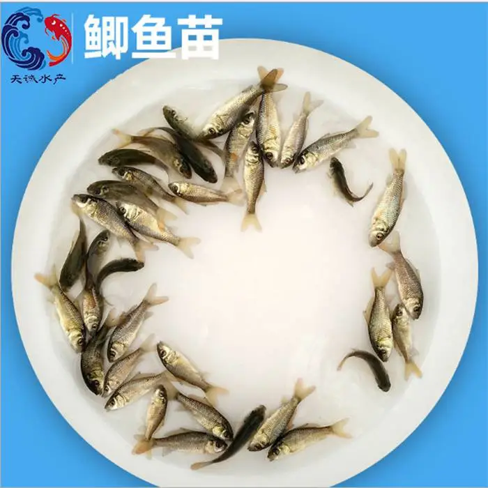 鲫鱼苗批发_中科3号5号鲫鱼苗批发_鲫鱼苗出售 天诚水产