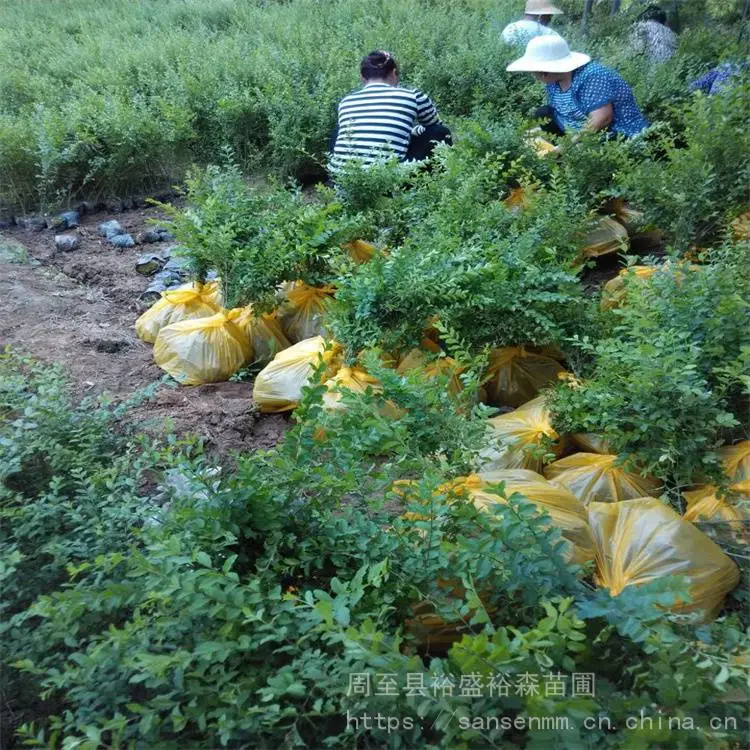 陕西周至苗圃-球形冬青周至品种齐全-周至道路隔离带苗木