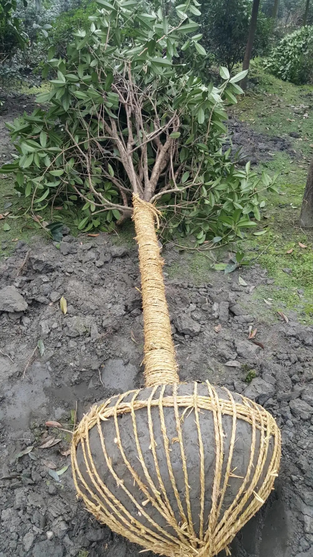 直立杆桂花树 树干挺拔树形周正 行道景观营造 沿路形成优美风景线