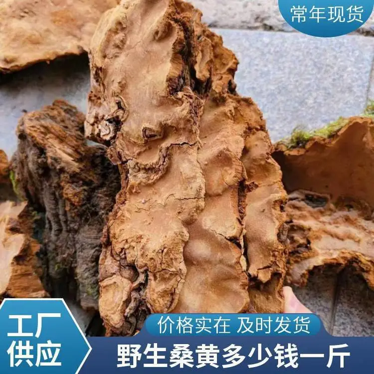 野生桑黄500克正宗桑树食药用菌金边桑黄泡水食药用菌绿色食用菌