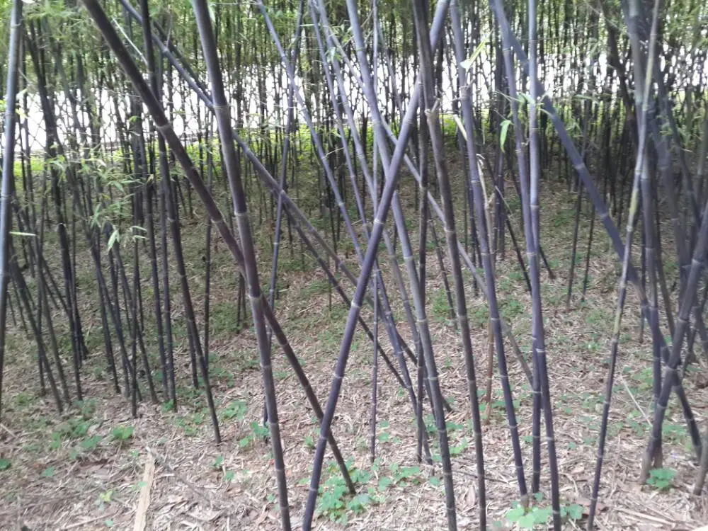 刚竹子 绿篱紫竹基地 产地装车价 图片 青竹 金镶玉竹