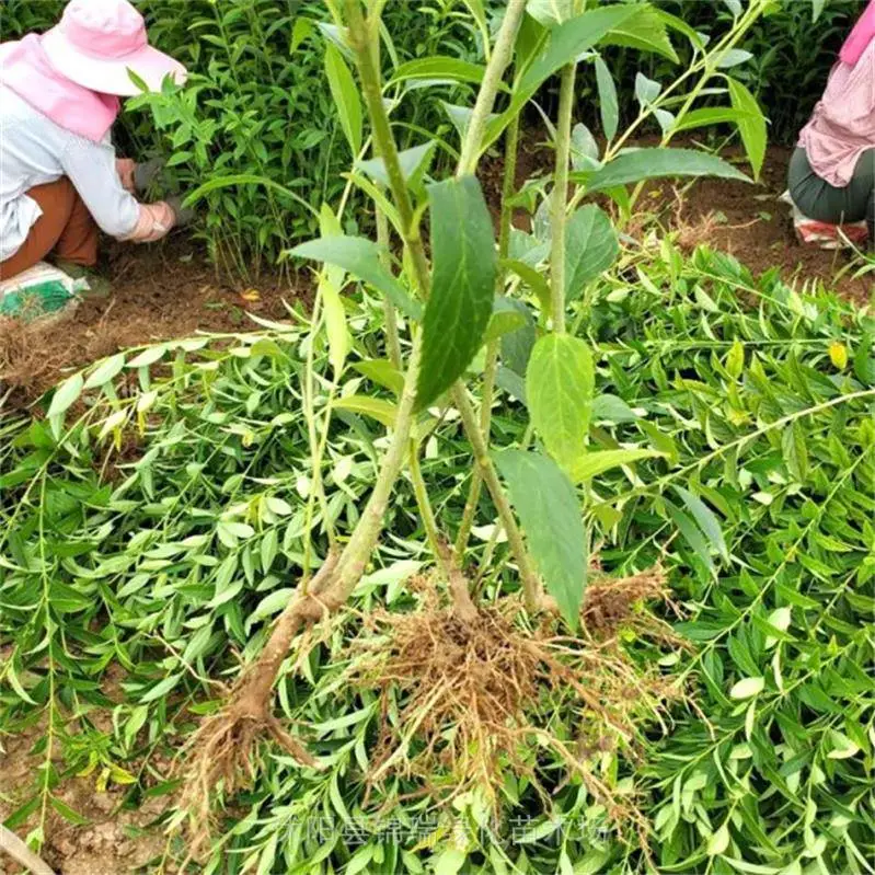 连翘树苗售价低廉 粗放管理好养活 是荒山矿山绿化优选的灌木树种