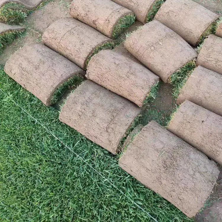 出售 飞机场草坪 新 乡草皮 丝瓜 种子 高杆石楠