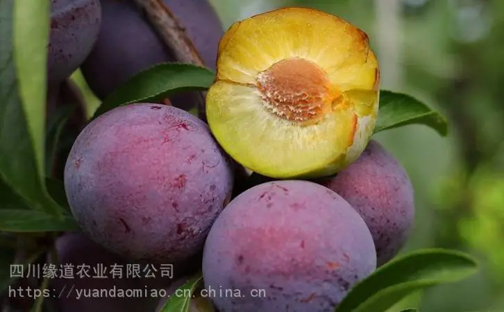 湘潭脆红李苗_现货脆红李苗开花期