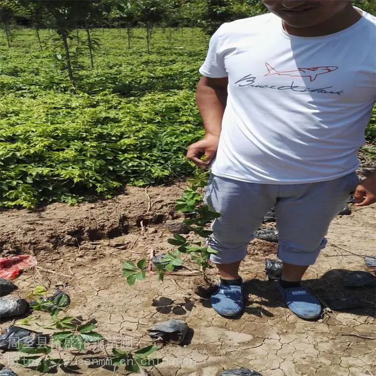 乌兰察布爬山虎1米苗 常绿爬藤多枝植物m1