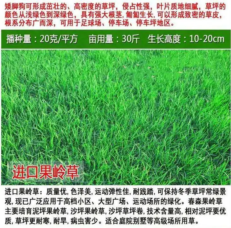 甘孜常青草种草籽专卖店批发运动场草籽草种籽
