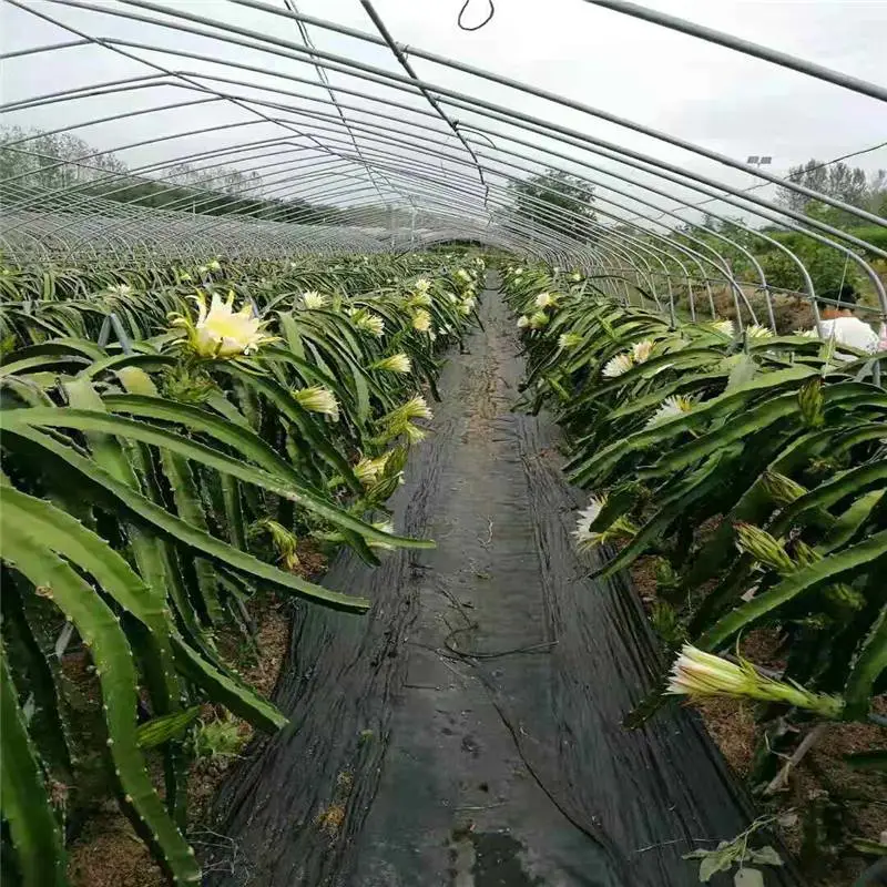 乌兰察布2m宽防草布苗圃防草地布 园艺抑草席杂草地垫RunYe/润业土工供应