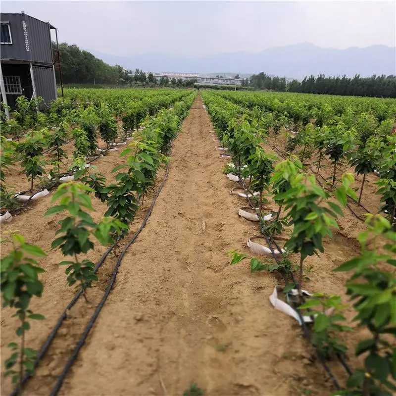 云南昆明福晨樱桃苗|欢迎来电