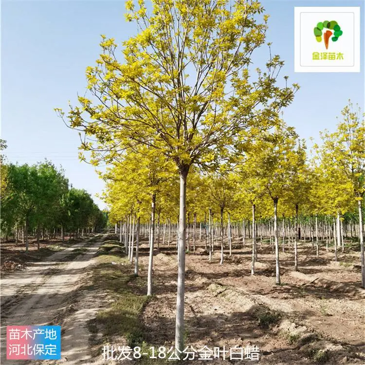 金泽苗圃场-大量供应-8公分金叶白蜡-树大型好
