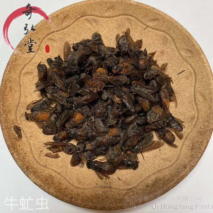中药材牛虻虫-牛虻虫的药用价值