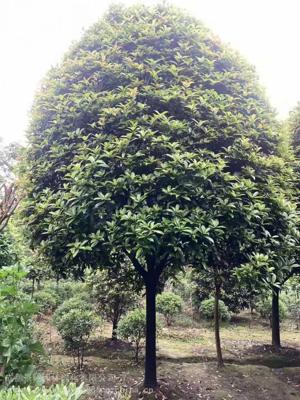 丹桂飘香是什么季节四川南充 白玉兰广玉兰高分支桂花树